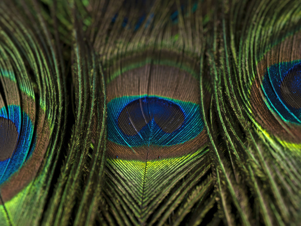 Peacock's Iridescent Plumes Wall Mural in your room — zoomed