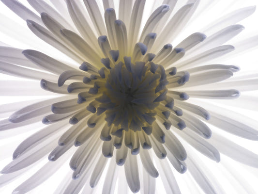 Luminous Petals Wall Mural
