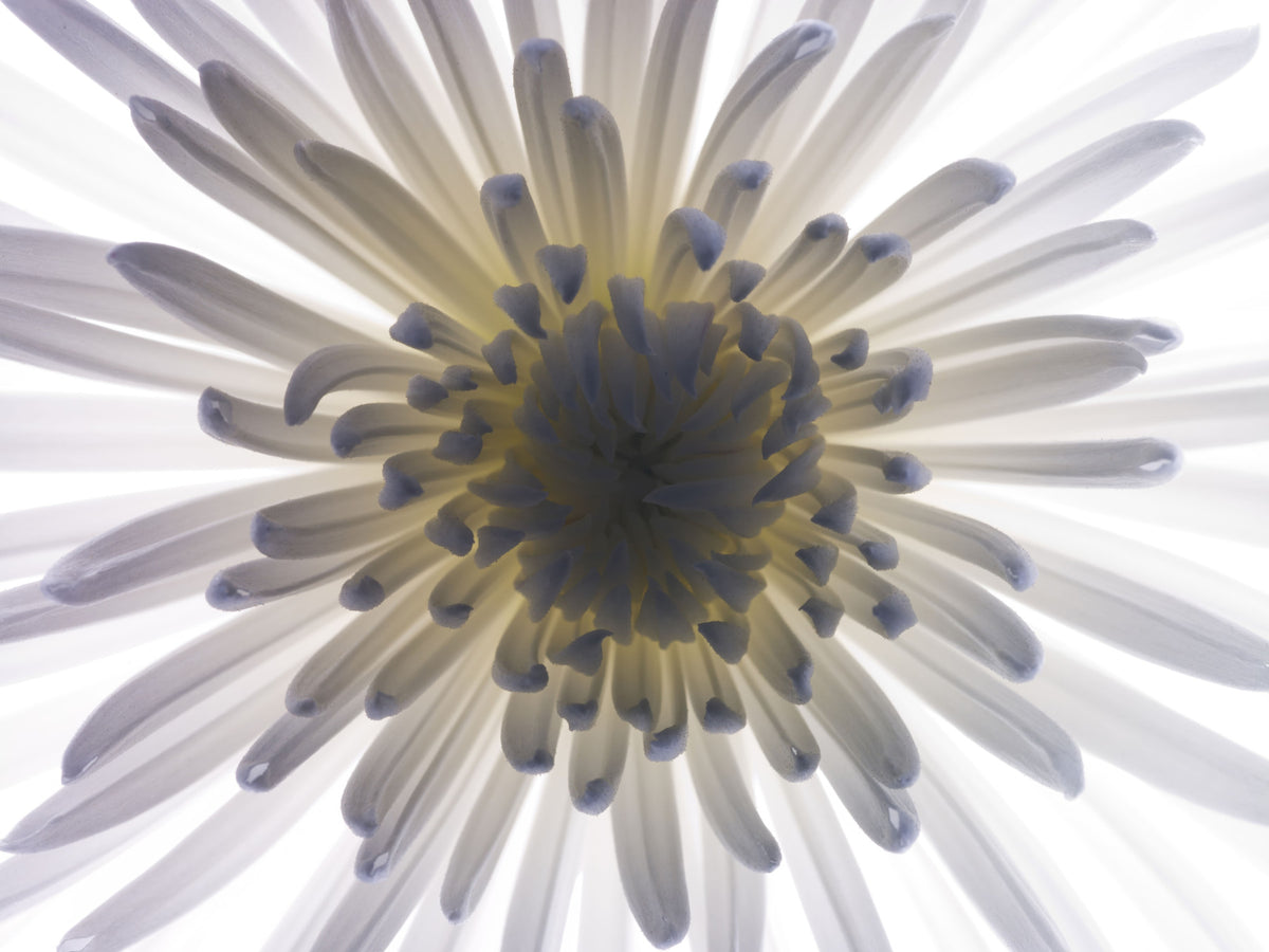 Luminous Petals Wall Mural