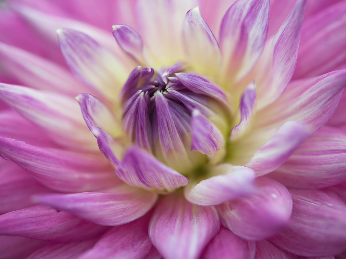 Vibrant Dahlia Blossom Wall Mural in your room — zoomed