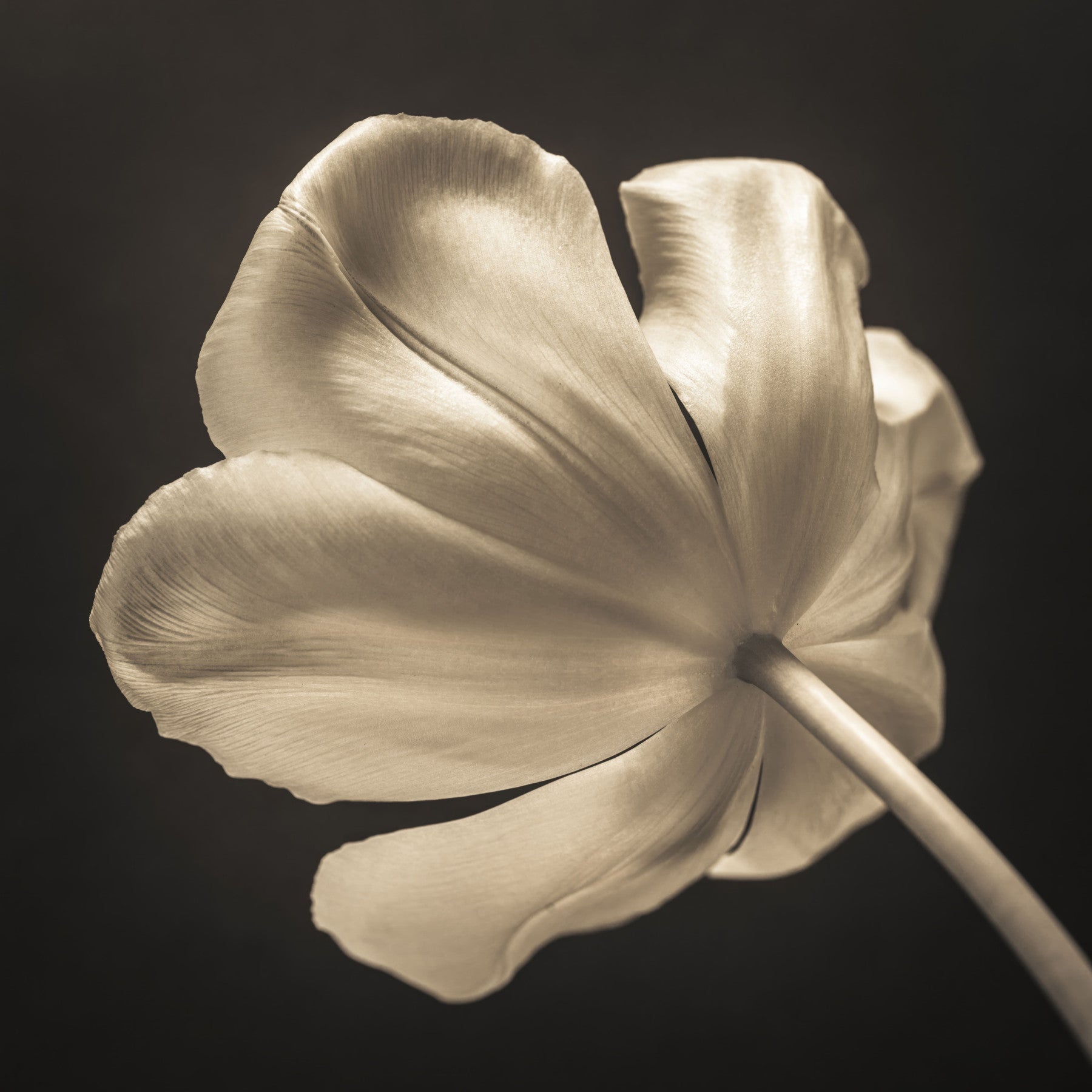 Ethereal Tulip Bloom Wall Mural