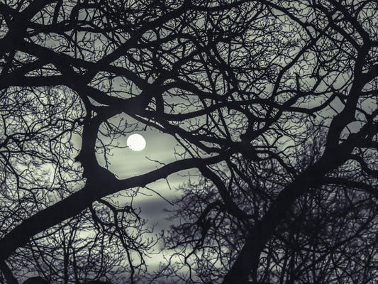 Lunar Silhouette: Midnight Branches Wall Mural