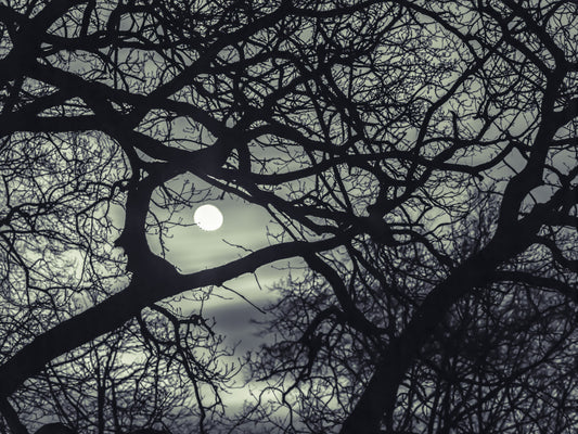 Lunar Silhouette: Midnight Branches Wall Mural