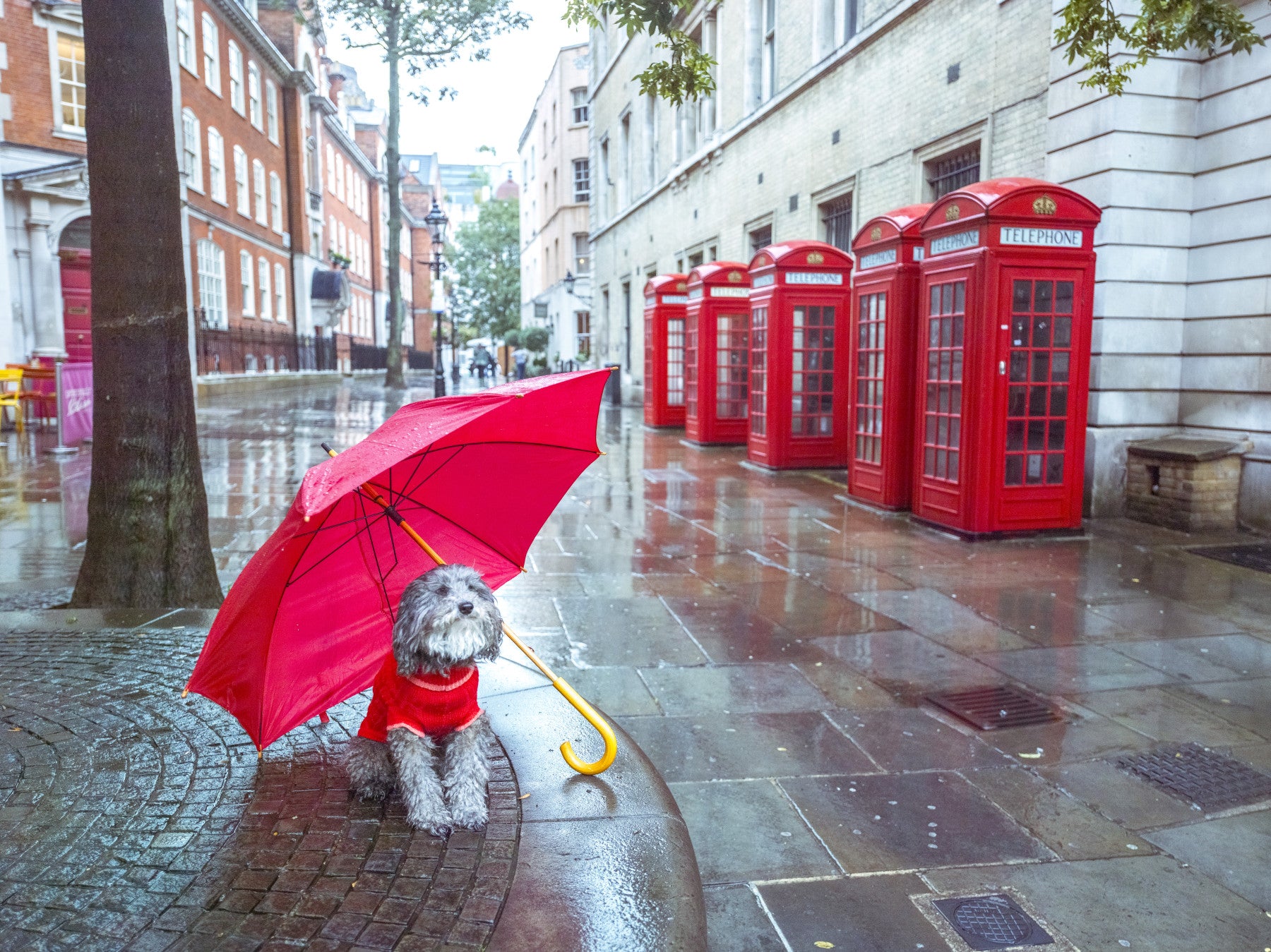 London Calling: A Puddle Pal's Tale Wall Mural