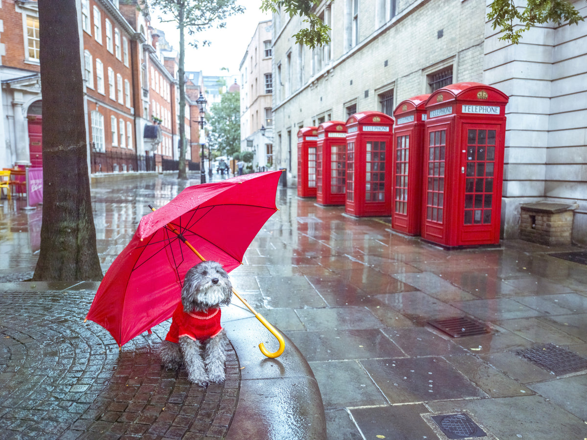London Calling: A Puddle Pal's Tale Wall Mural in your room — zoomed