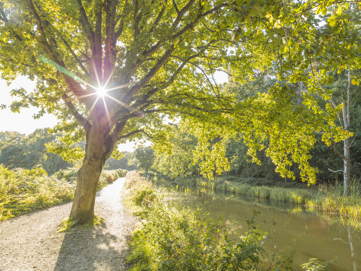 Sunlit Woodland Canal Wall Mural in your room