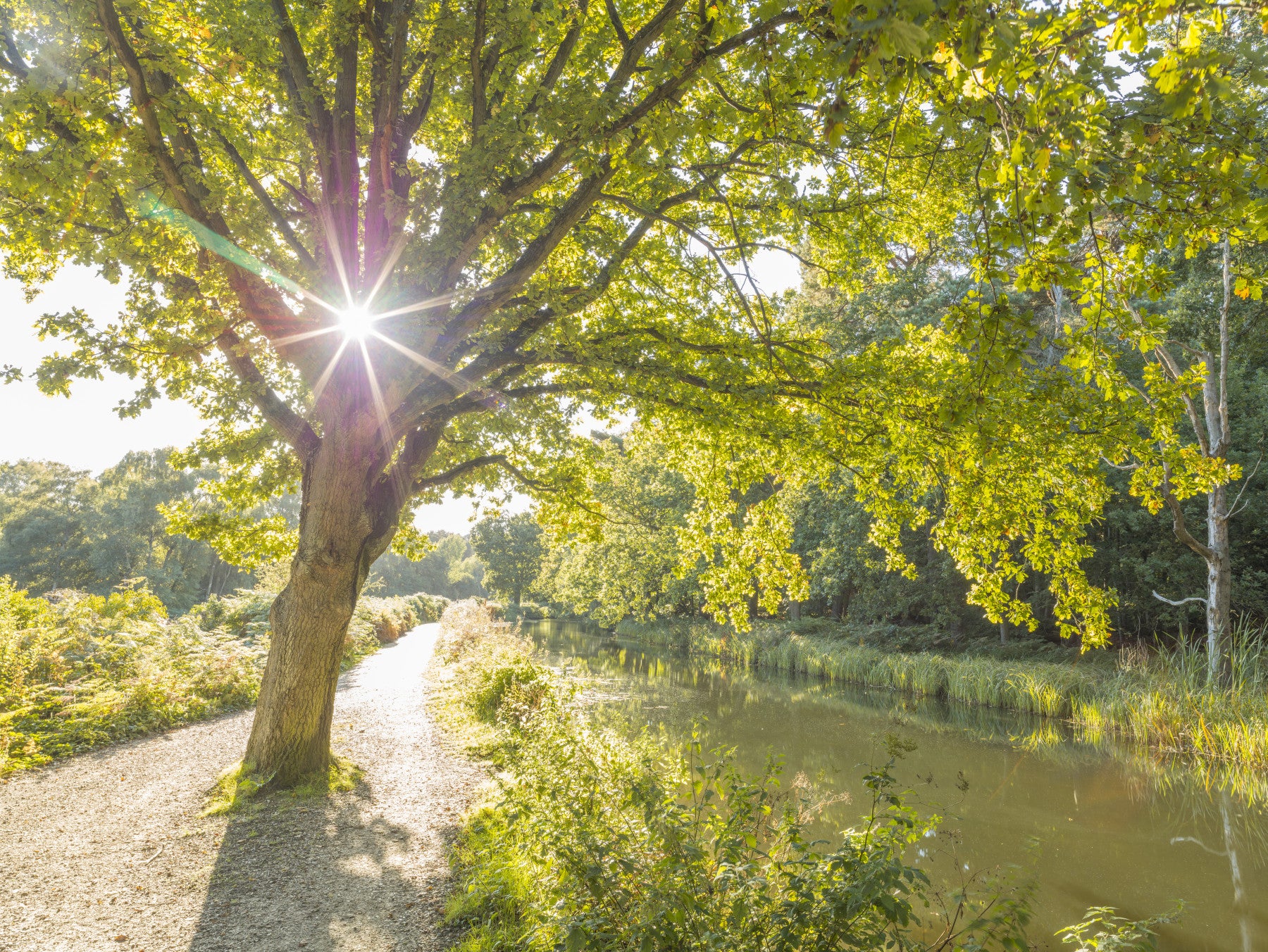 Sunlit Woodland Canal Wall Mural