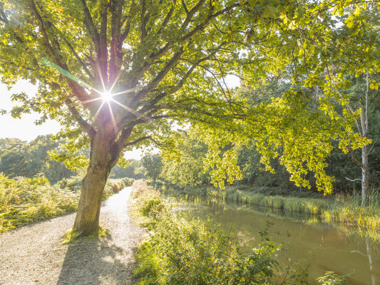 Sunlit Woodland Canal Wall Mural