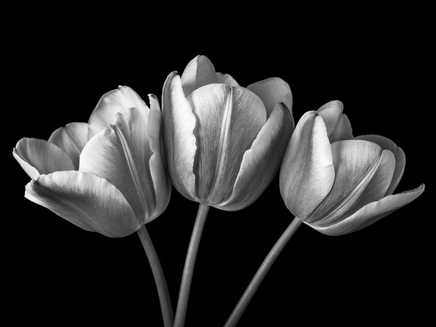 Living room styled with the Elegant Tulip Shadows wall mural