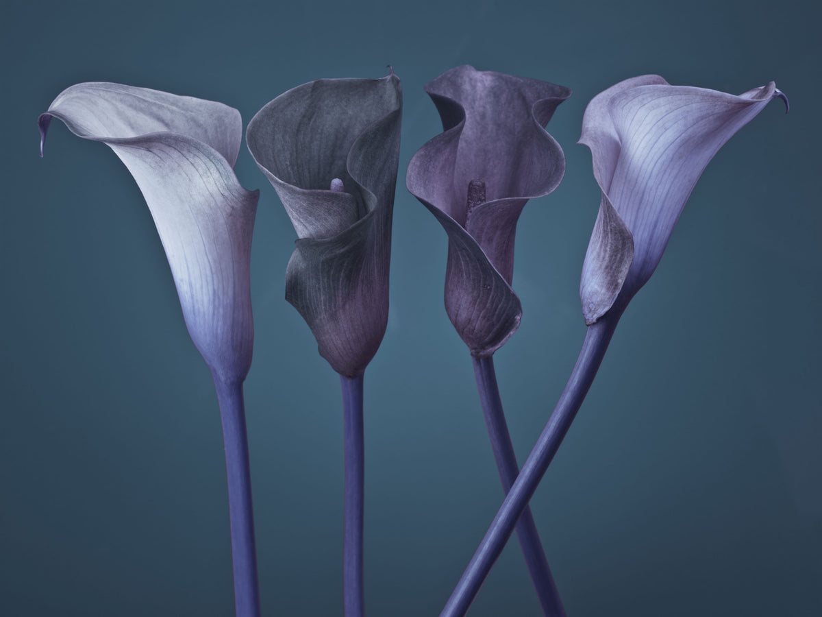 Twilight Petal Dance Wall Mural in your room