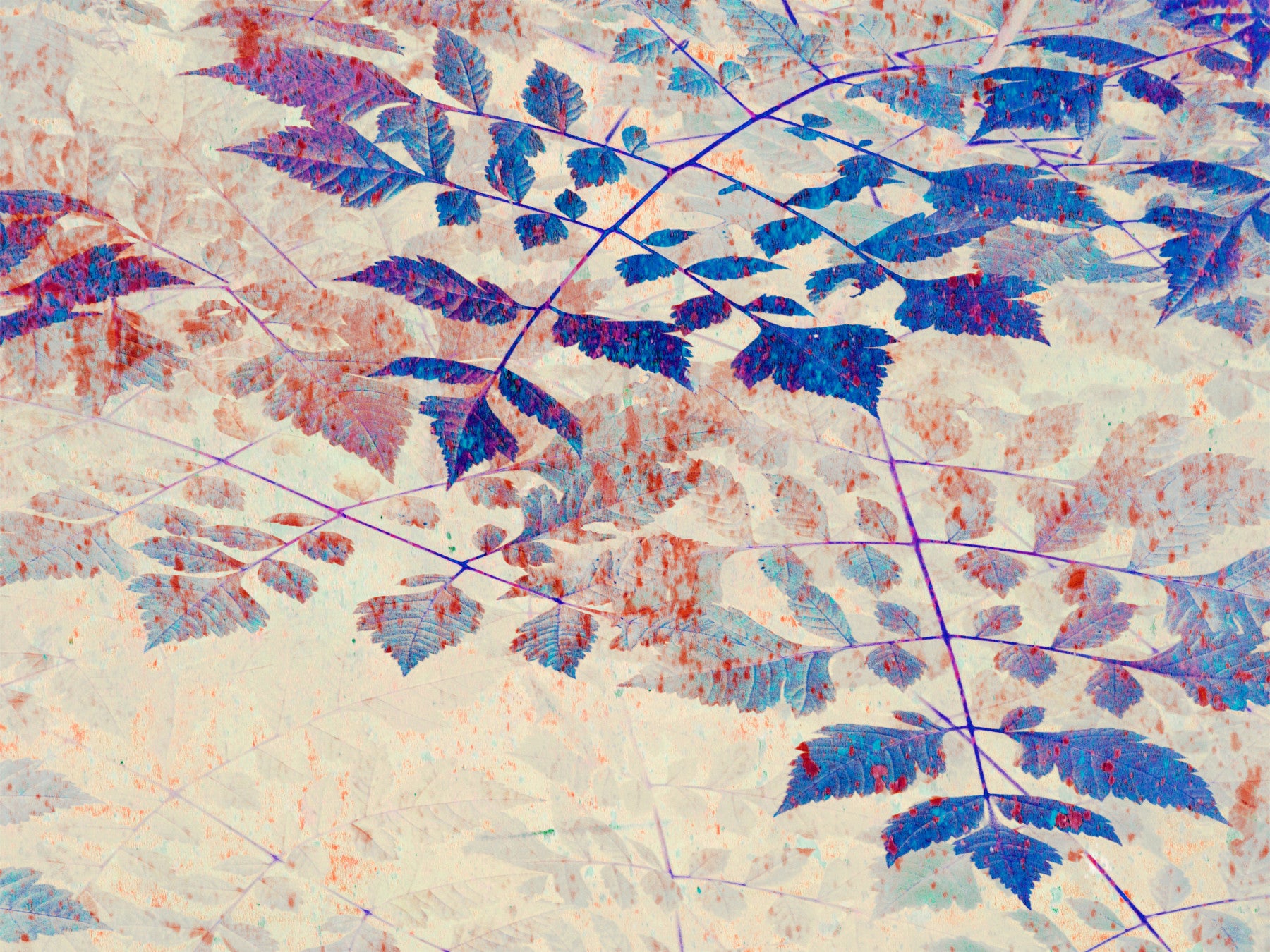 Bedroom Indigo Foliage wall mural with blue leaves and coral texture