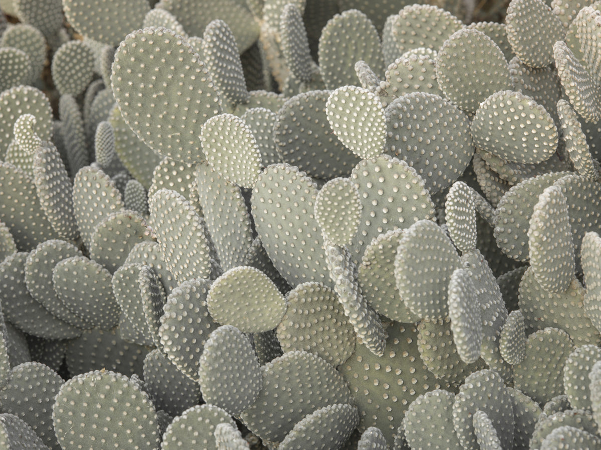 Cacti background Wall Mural in your room — zoomed