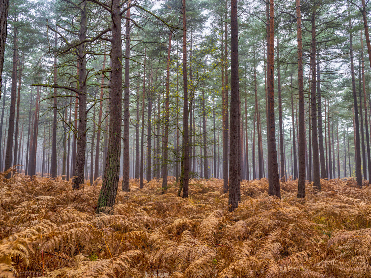 Pine Woods & Ember Ferns Wall Mural in your room