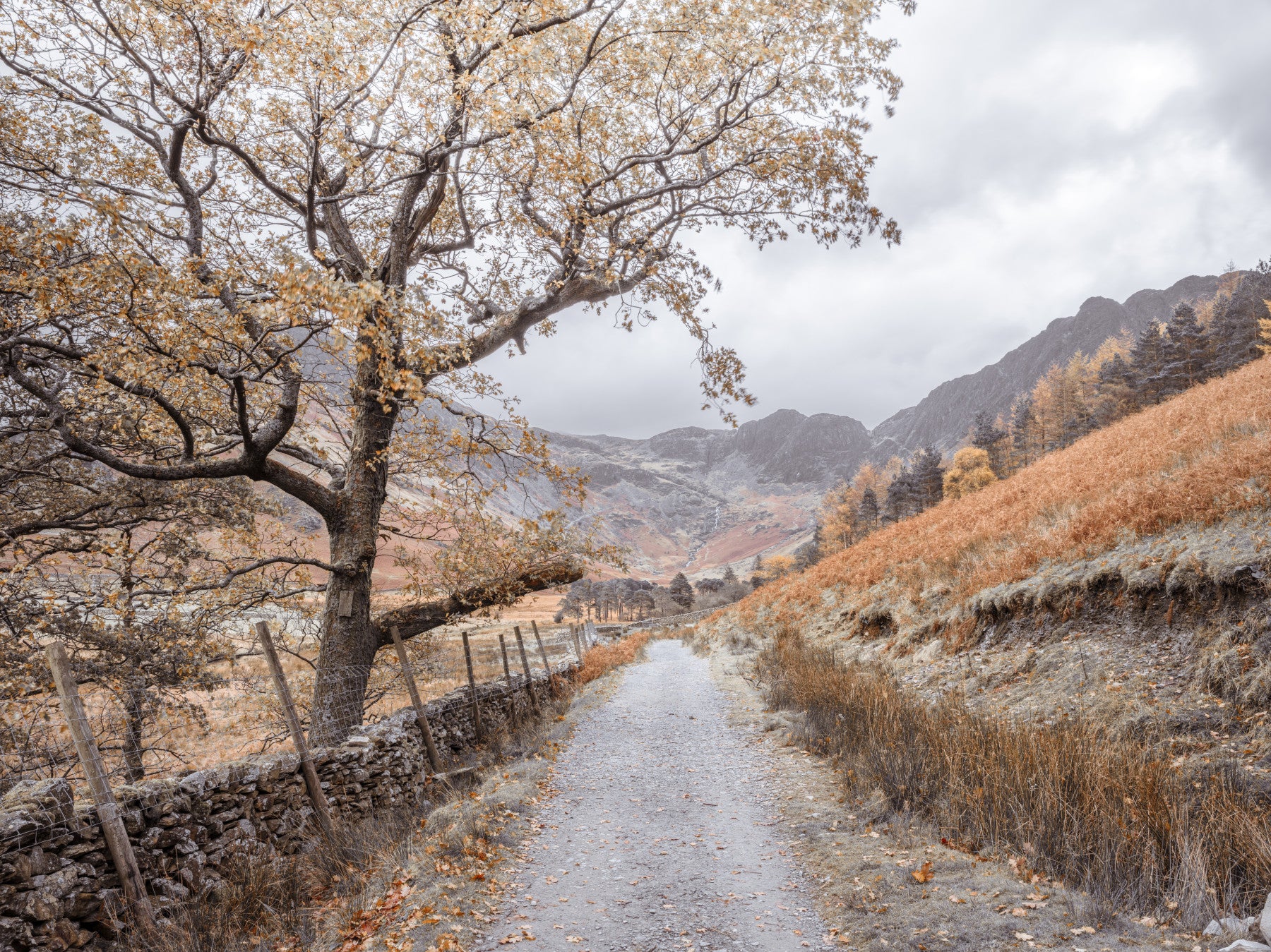 Golden Valley Trail Wall Mural in your room — zoomed