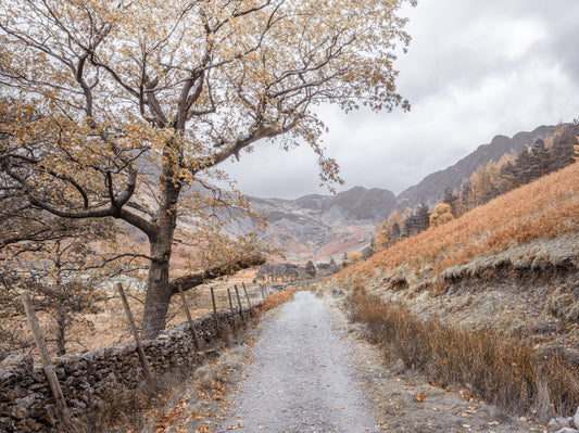Golden Valley Trail Wall Mural