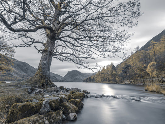 Ancient Oak, Silent Waters Wall Mural