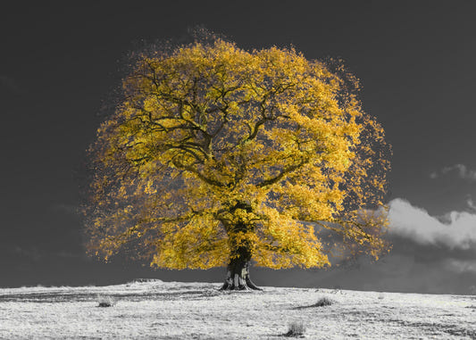 Golden Solitude Wall Mural