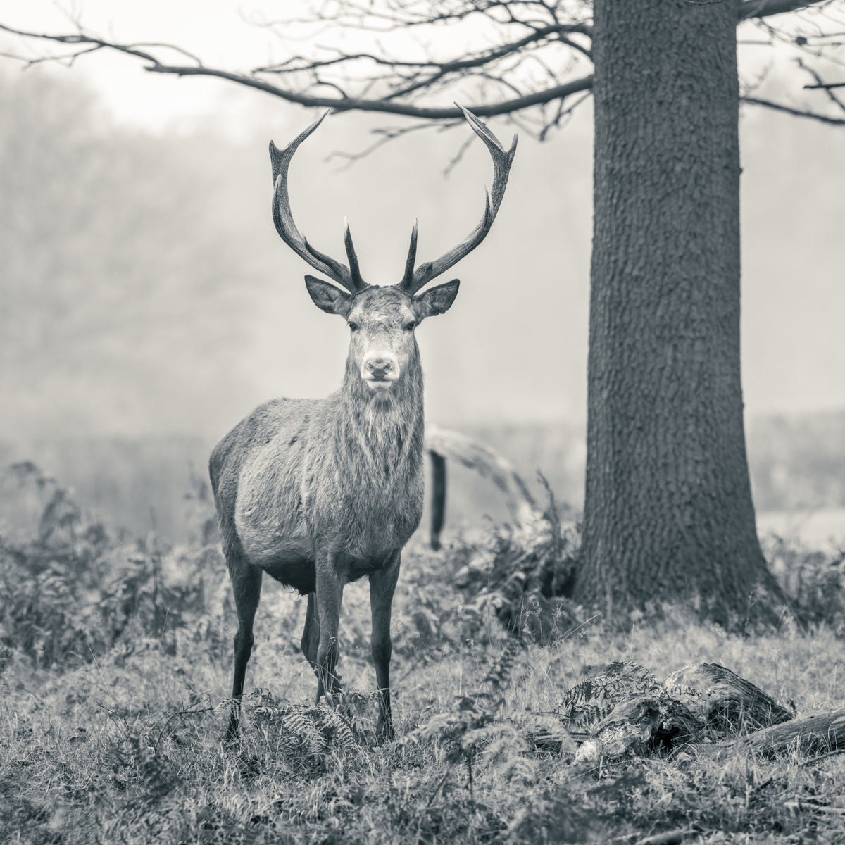 Woodland Sentinel Wall Mural in your room