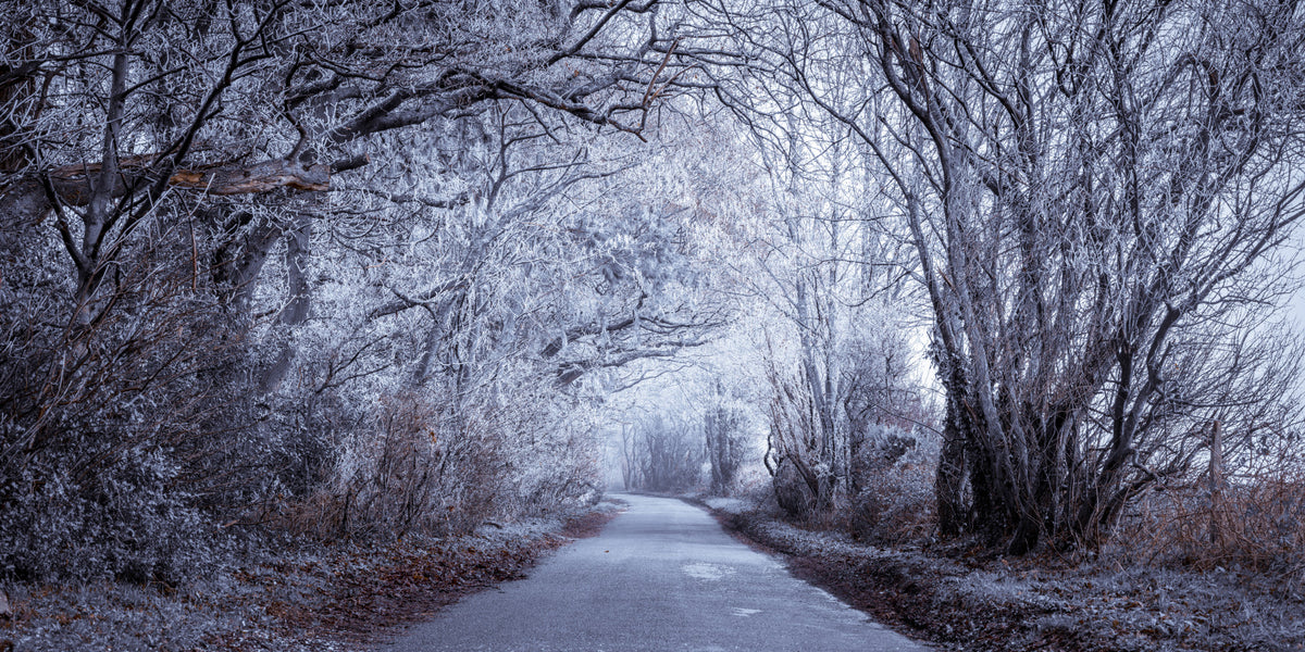 Winter's Enchanted Way Wall Mural