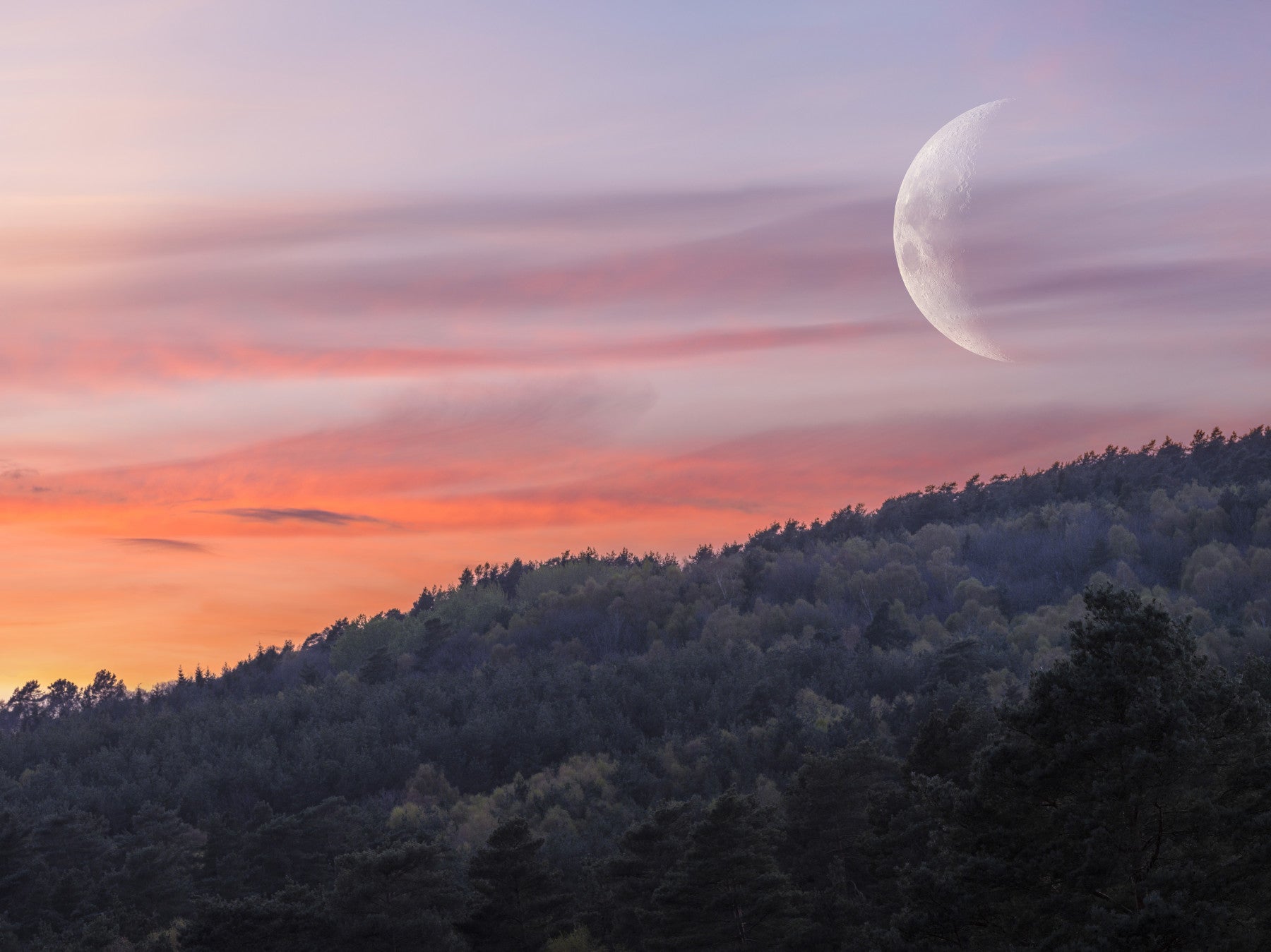Twilight Forest & Crescent Moon Wall Mural