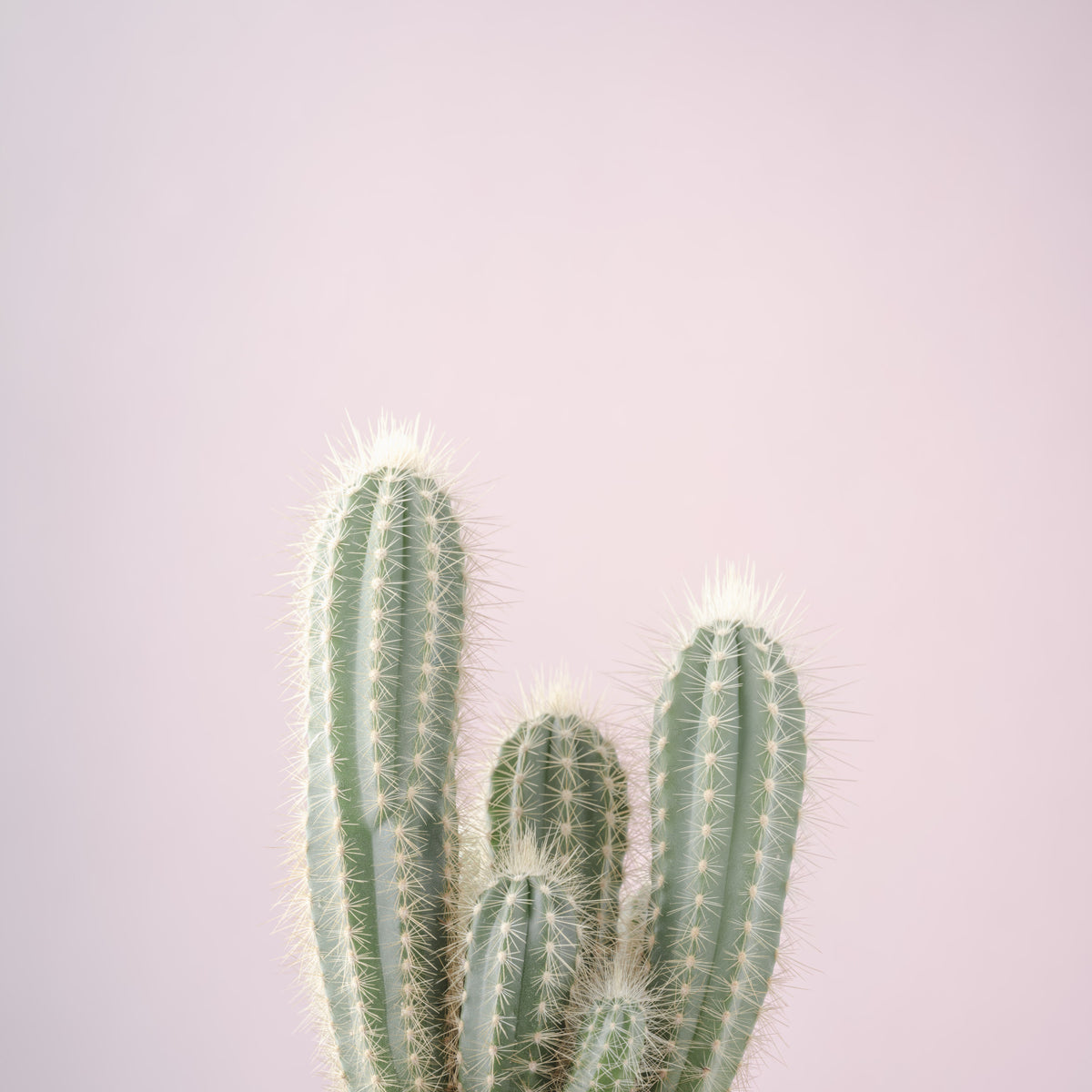 Blush Desert caWall Mural in your room — zoomed