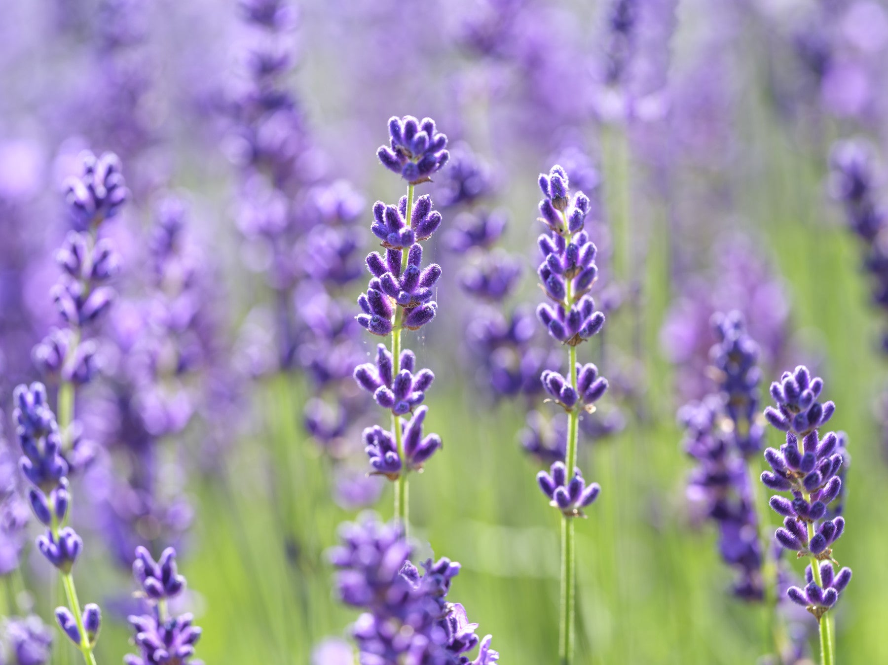 Serene Lavender Blooms Wall Mural