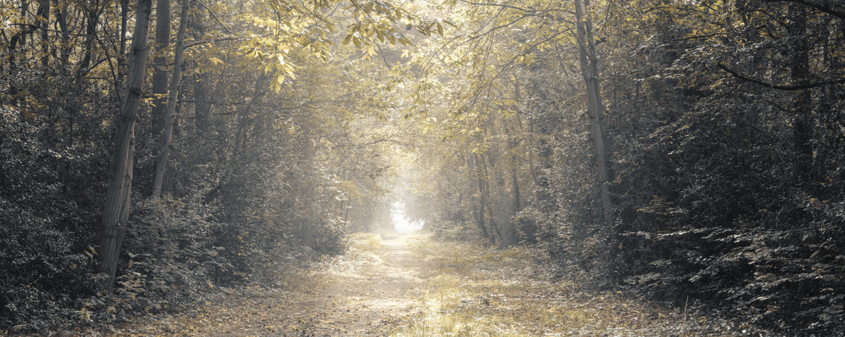 Forest Glow Pathway Wall Mural in your room