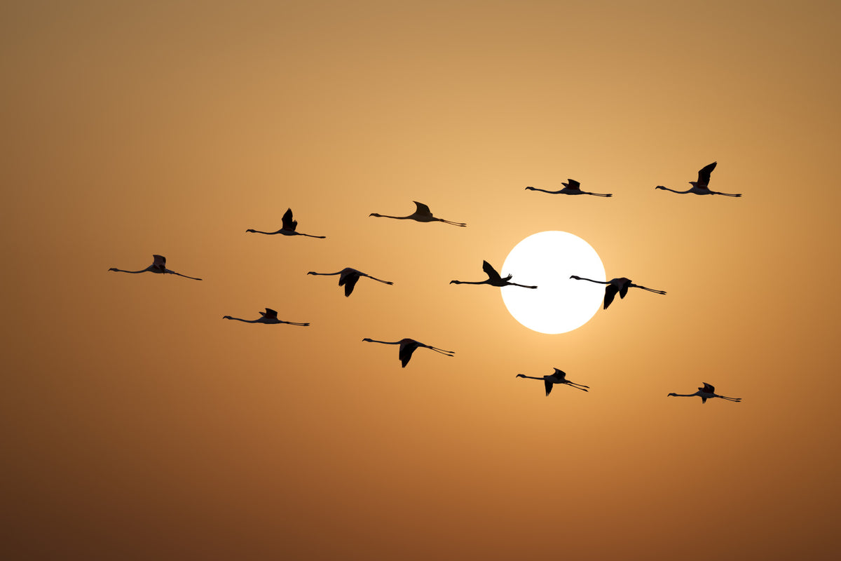 Golden Horizon Flock Wall Mural in your room
