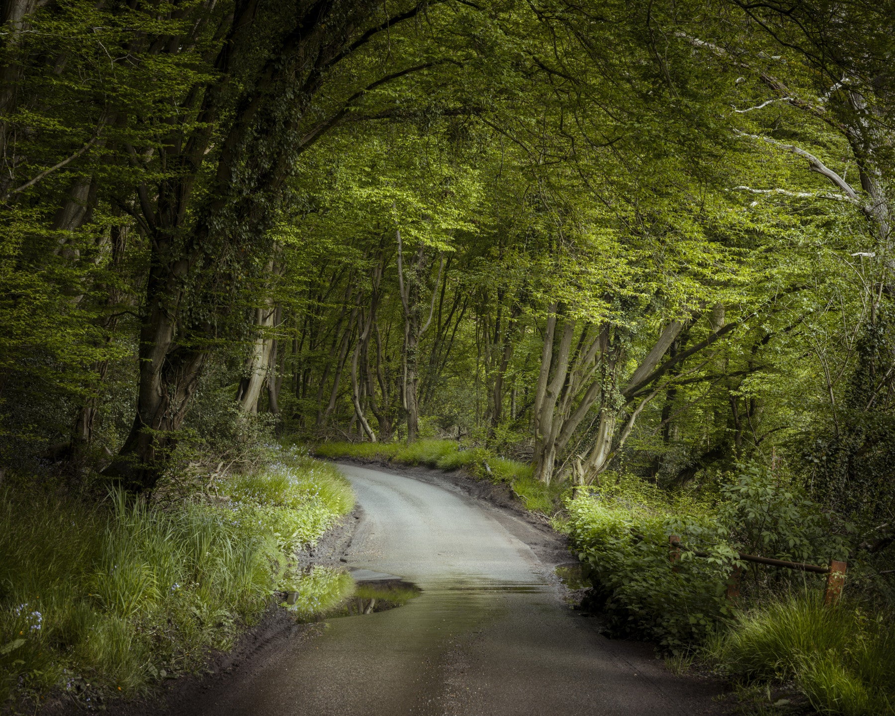 Enchanted Forest Pathway Wall Mural