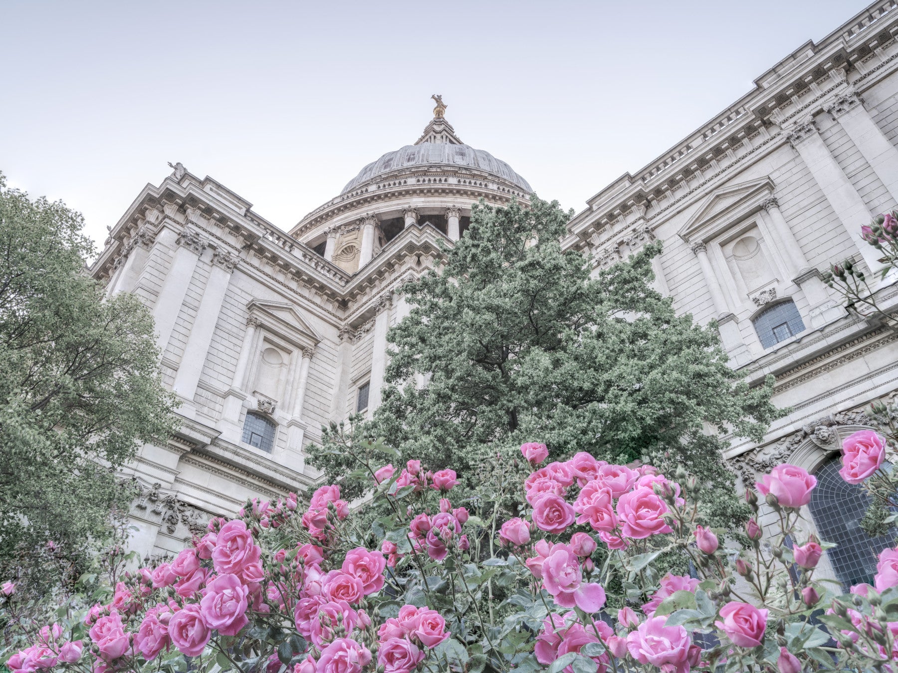 Rose garden wall mural with St Pauls Cathedral in the distance