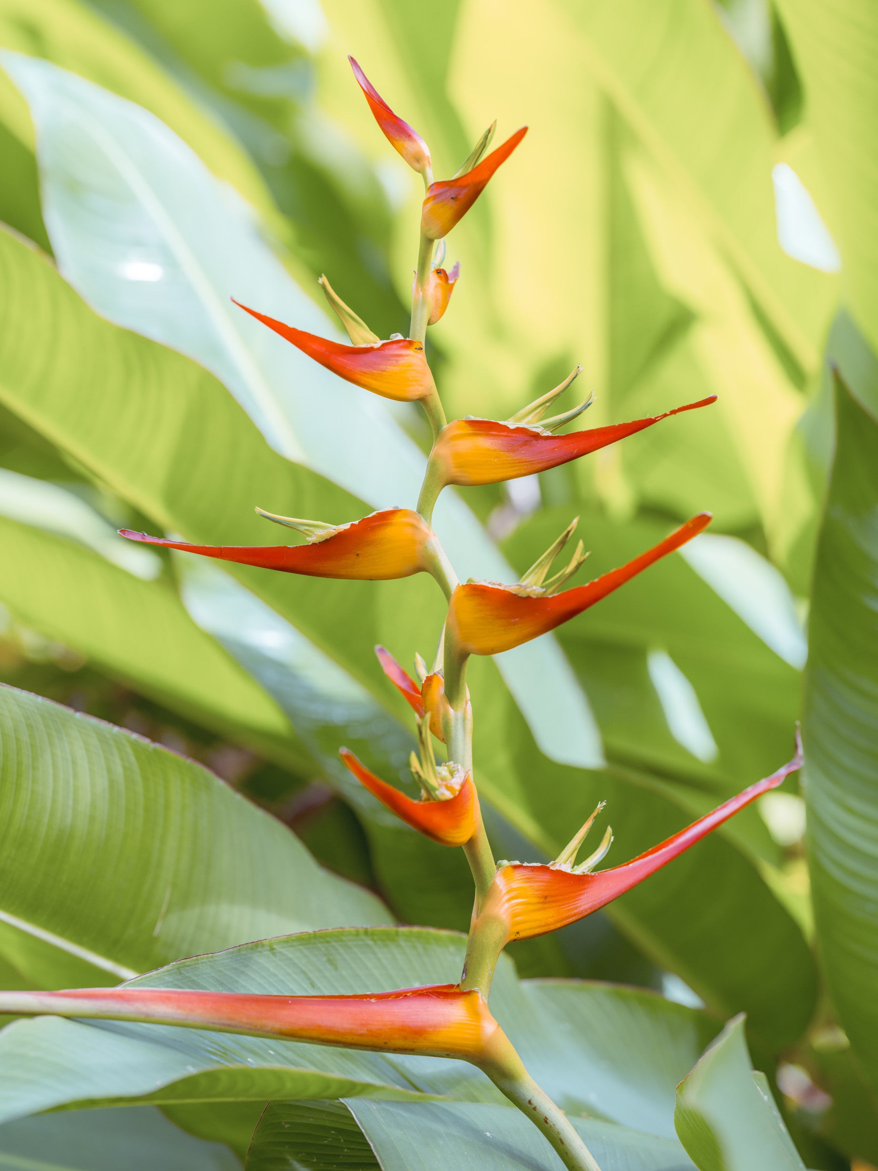 Tropical heliconia wall mural with fiery red and orange blooms