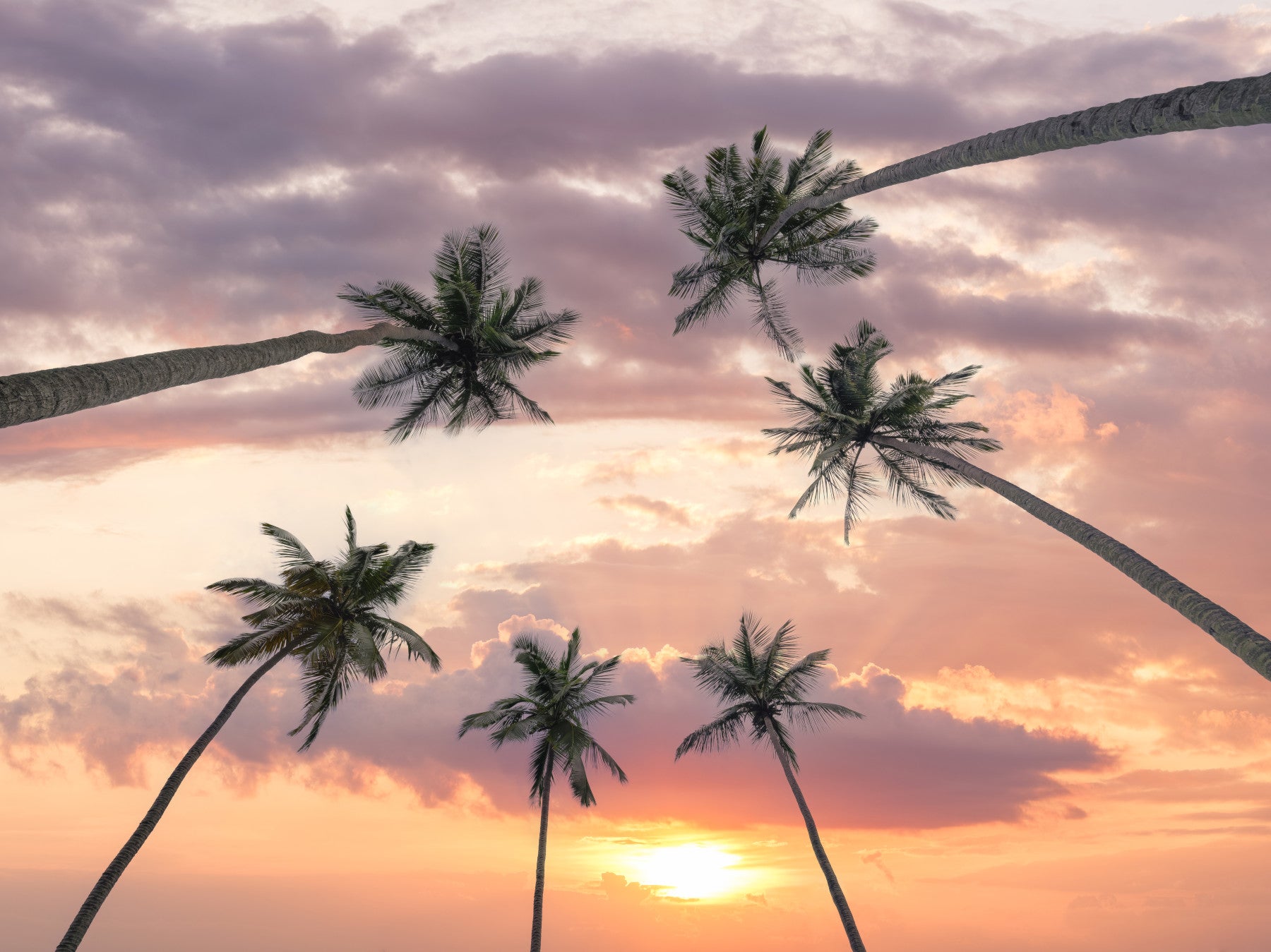 Sunset palm canopy wall mural with warm tropical sky colours