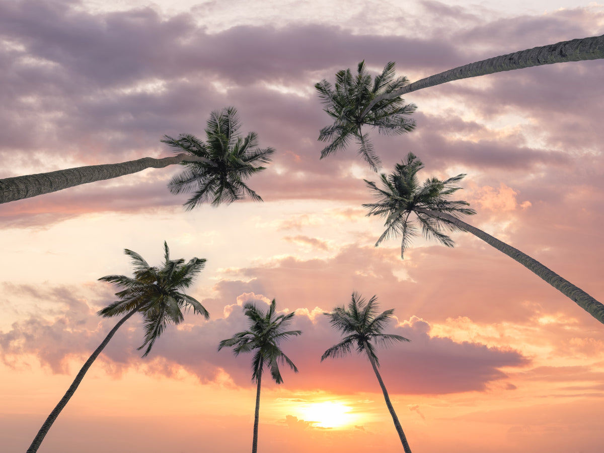Sunset Palm Canopy Wall Mural in your room — zoomed
