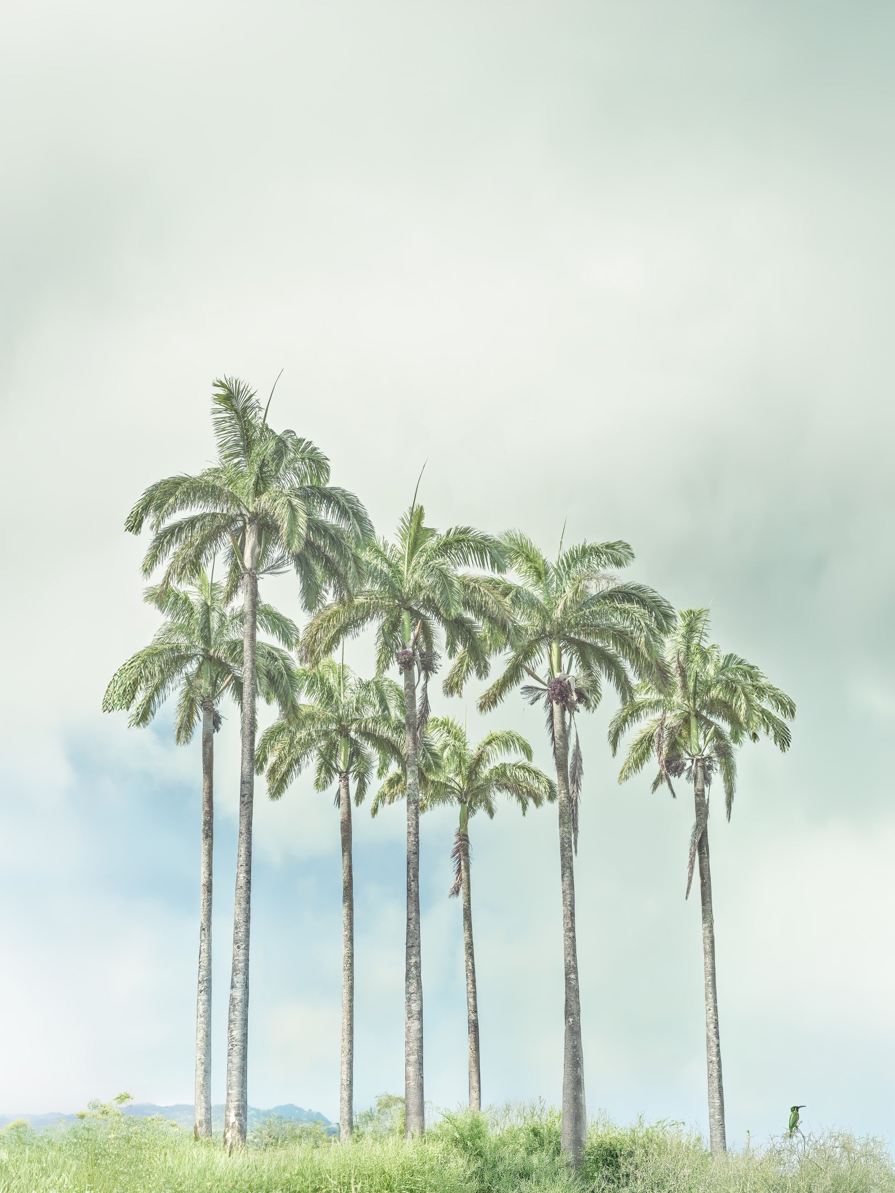 Serene palm horizon wall mural with calm tropical shoreline