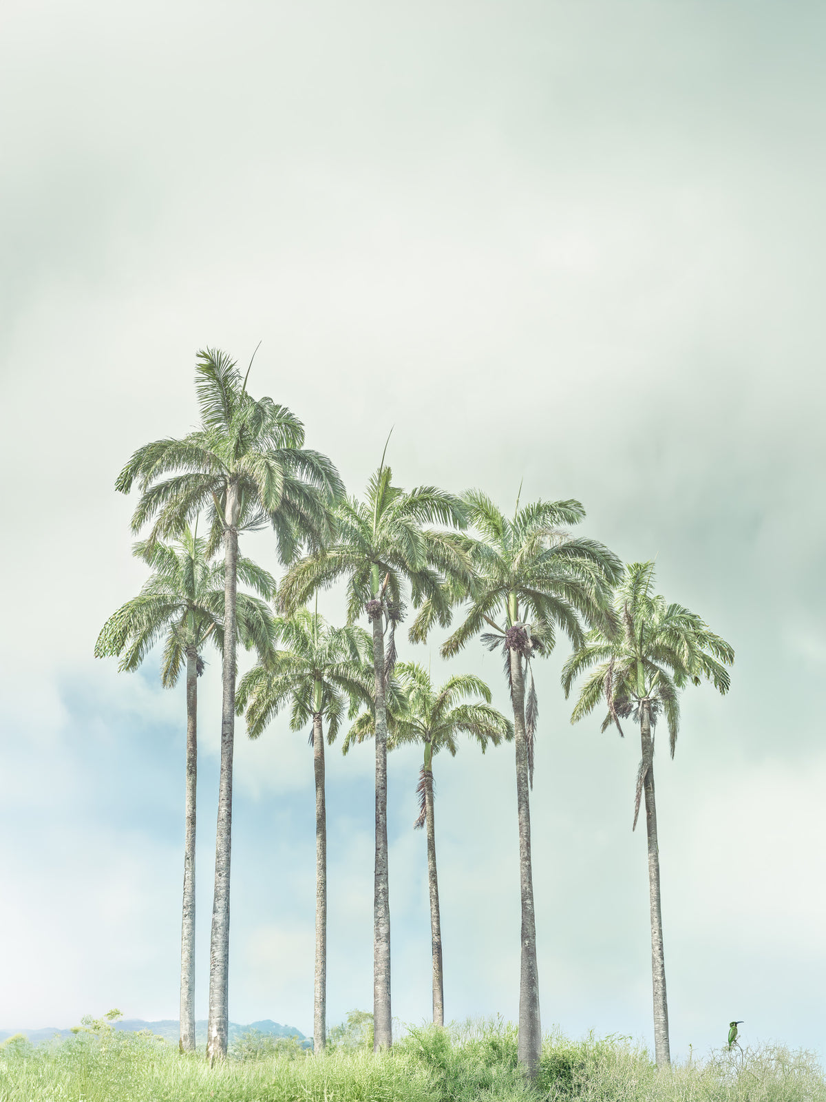 Serene Palm Horizon Wall Mural