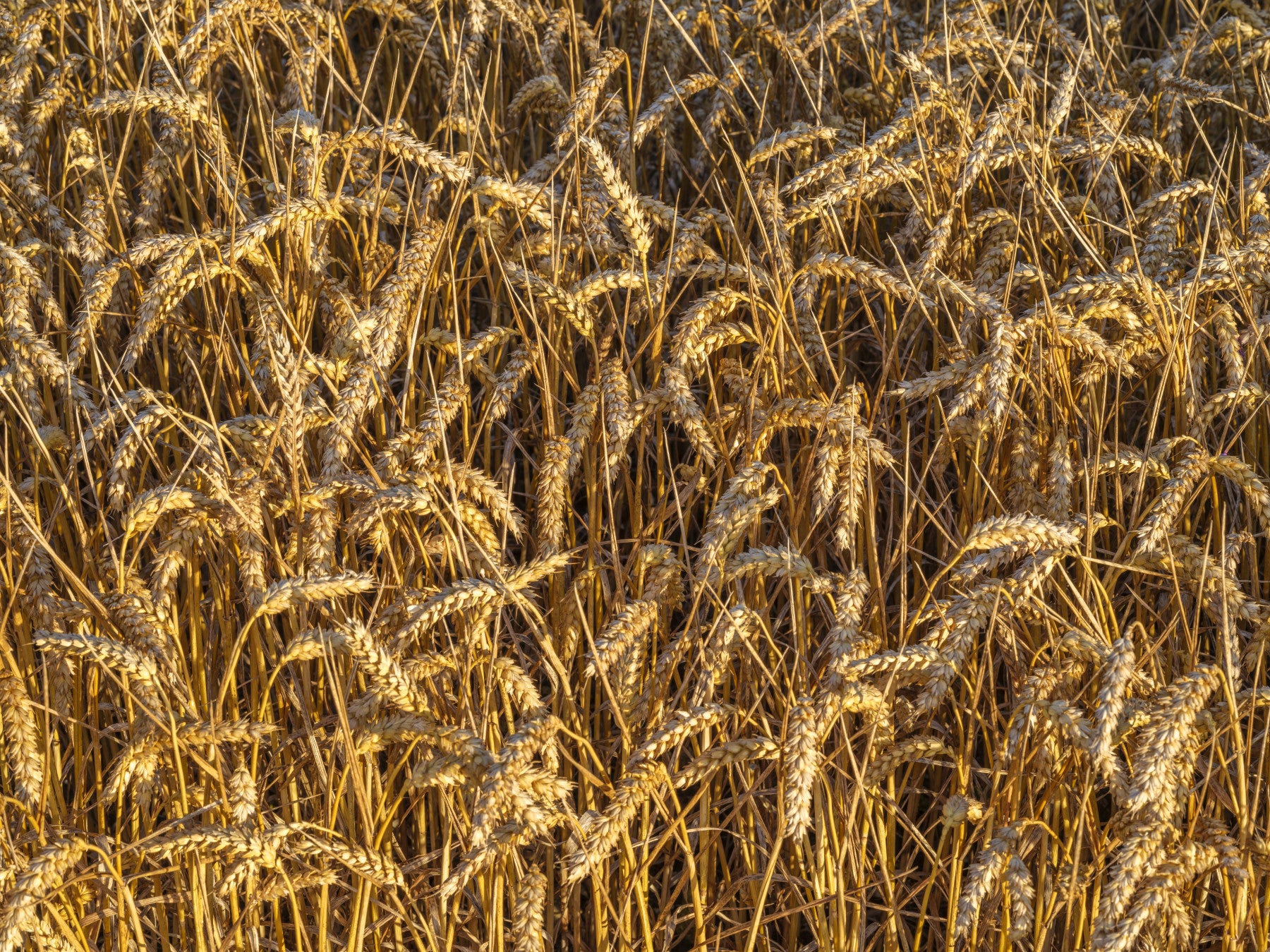 Agricultural field wall mural with warm harvest atmosphere
