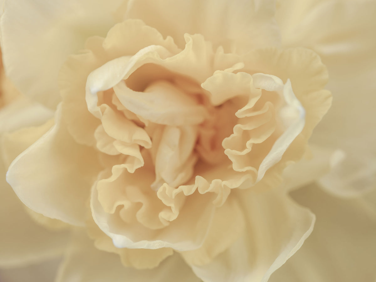 Soft Peach Ruffled Blooms Wall Mural