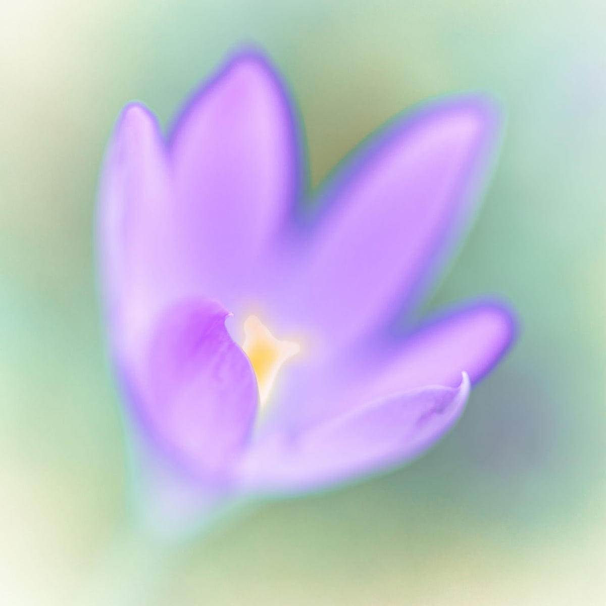 Ethereal Lavender Bloom Wall Mural in your room — zoomed