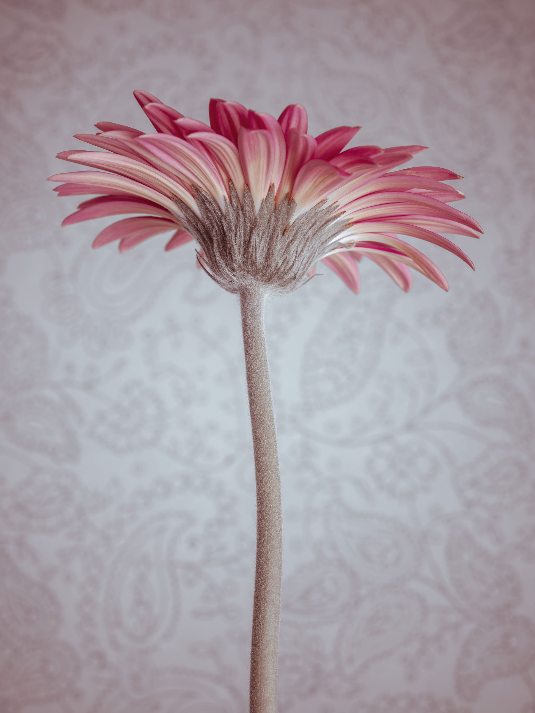 Elegant Pink Gerbera Bloom Wallpaper Wall Mural