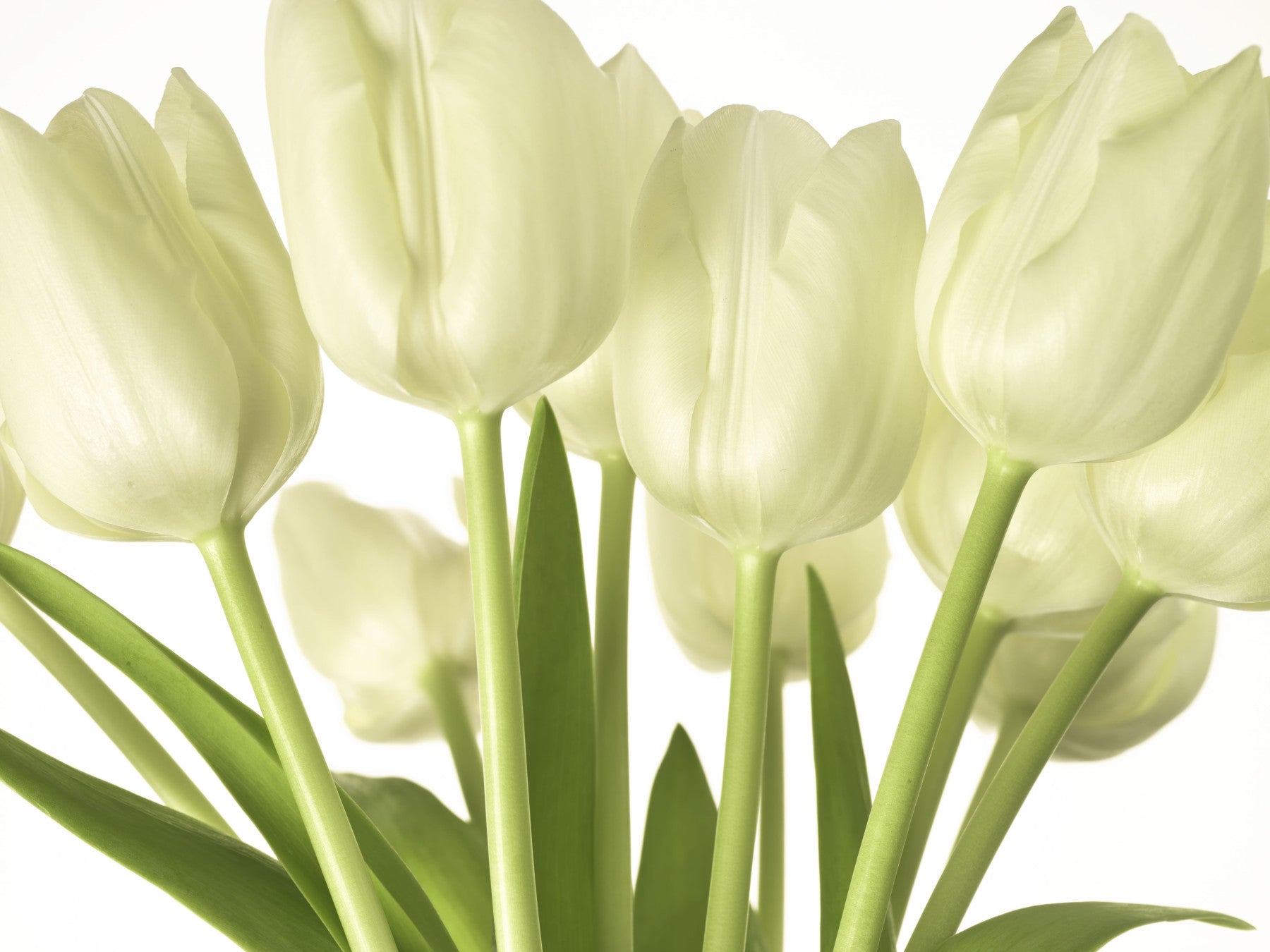 Luminous White Tulips Floral Wall Mural Wall Mural