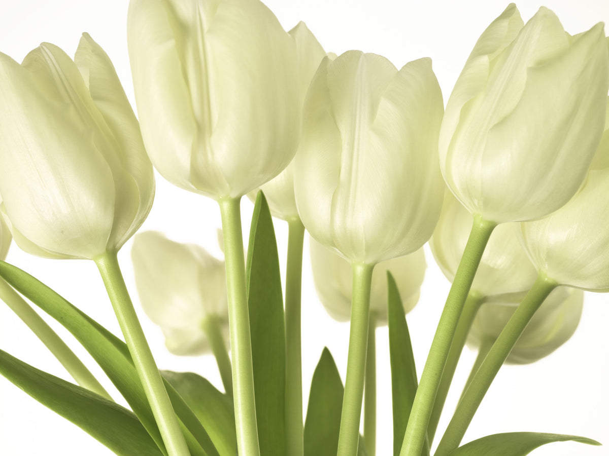 Luminous White Tulips Floral Wall Mural in your room