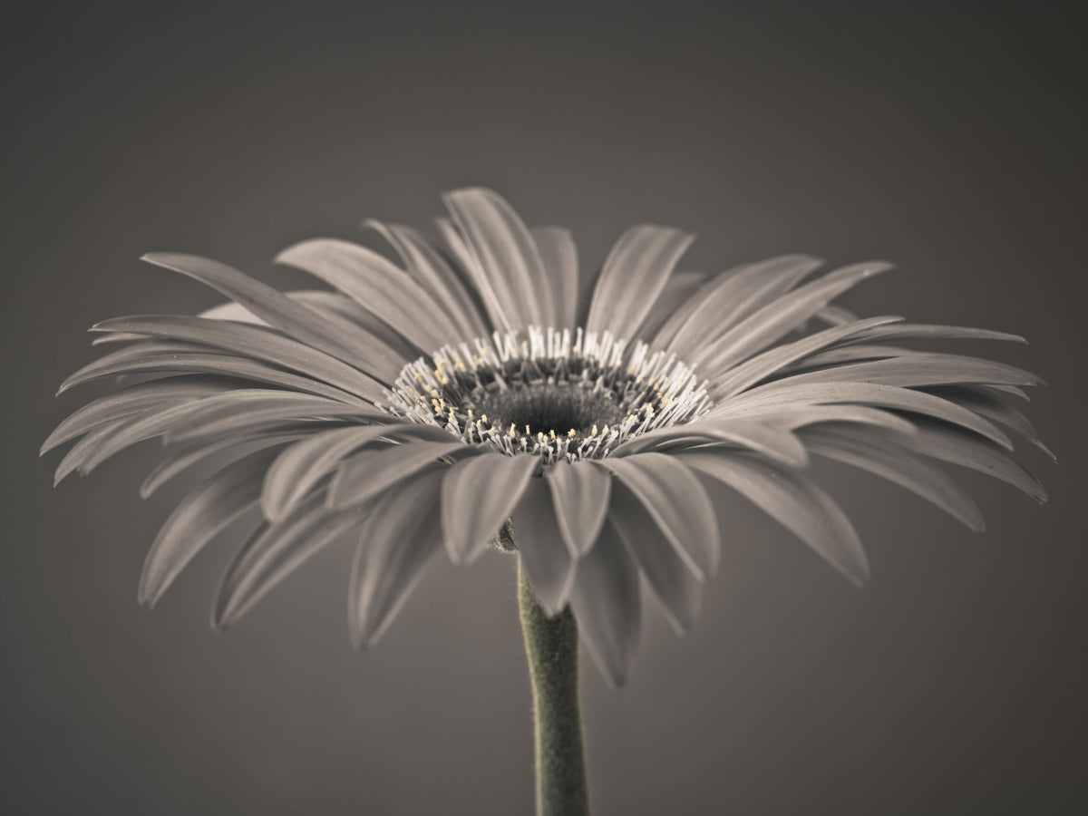 Serene Sepia Gerbera Daisy Macro Wall Mural in your room