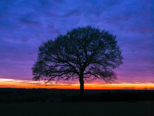 Solitary Oak at Twilight Wall Mural