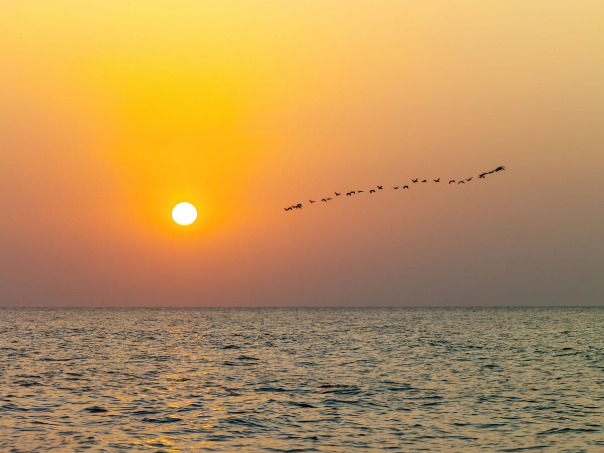 Golden Sea Horizon and Migrating Birds Wall Mural in your room — zoomed