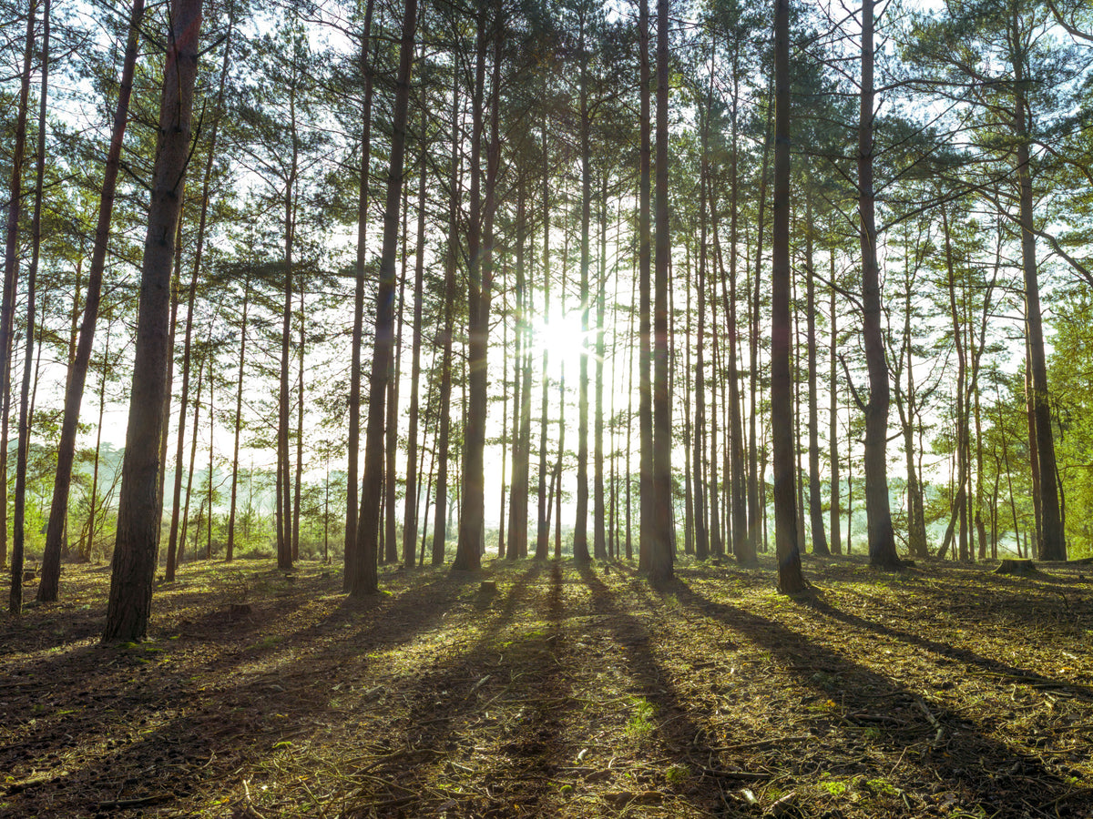 Sunlit Pine Forest Morning Wall Mural in your room