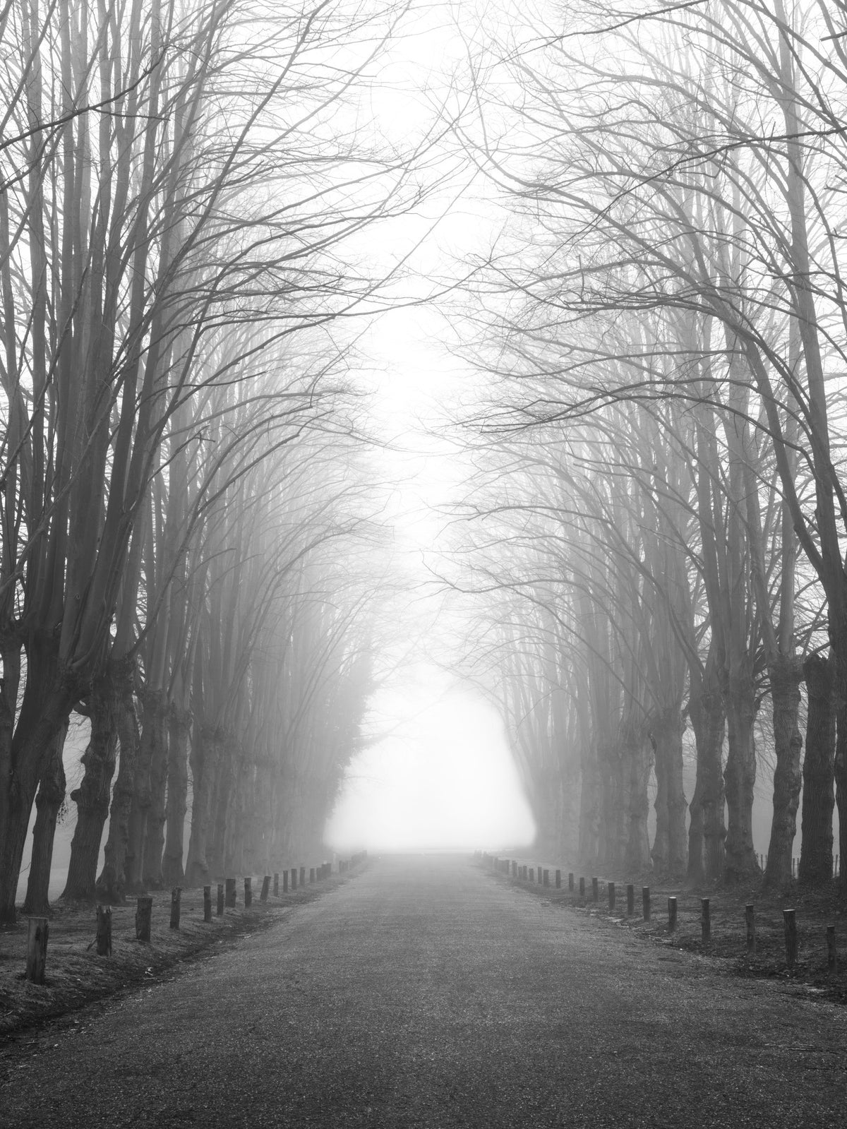 Winter Path of Whispering Trees Wall Mural in your room