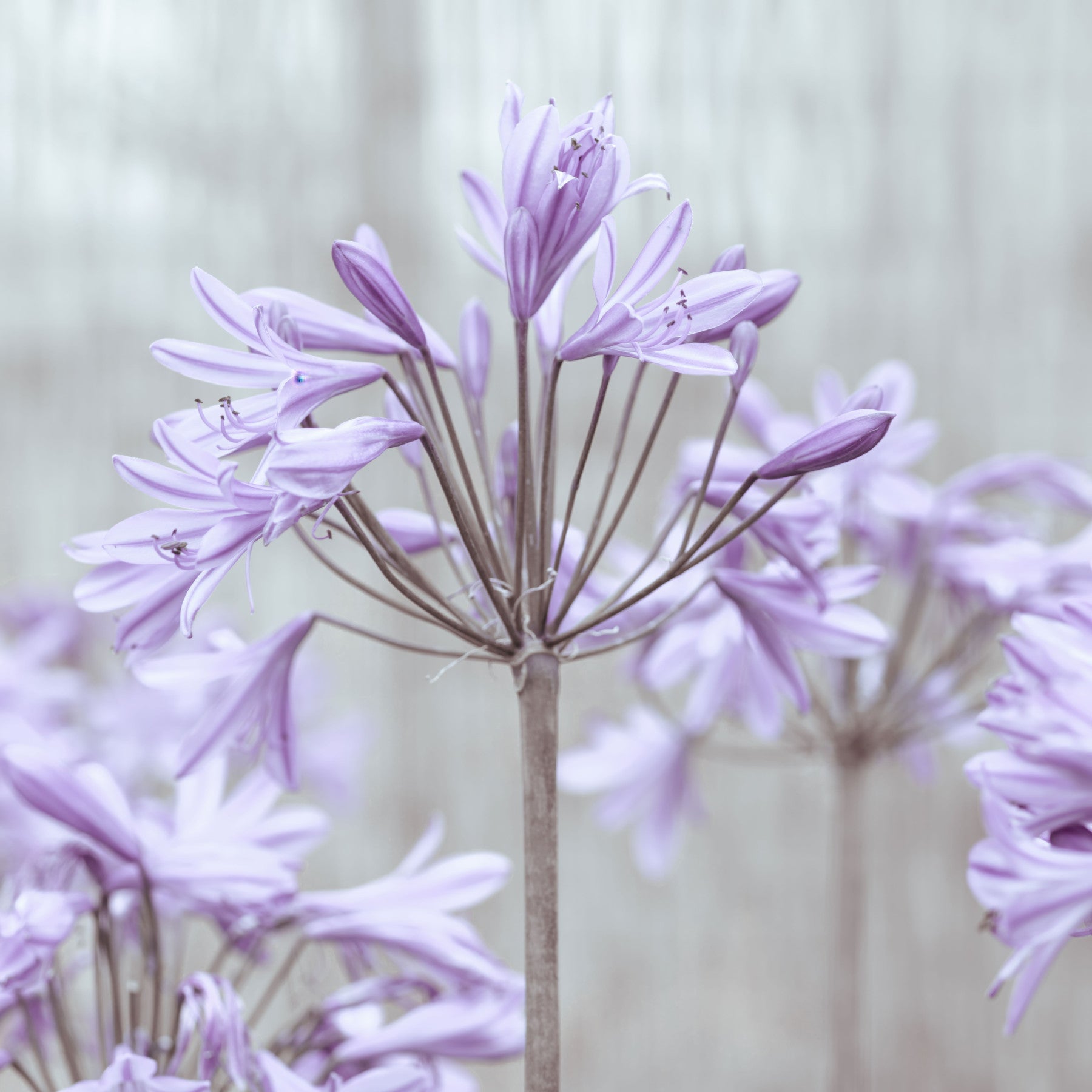Serene Lilac Agapanthus Blossoms Wall Mural