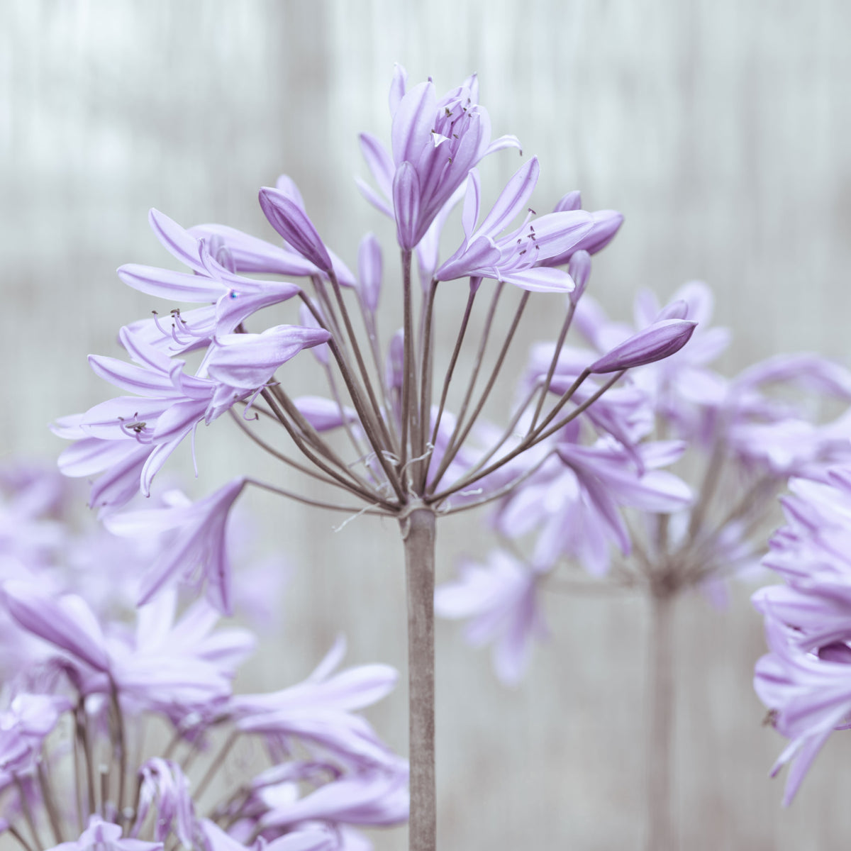 Serene Lilac Agapanthus Blossoms Wall Mural in your room