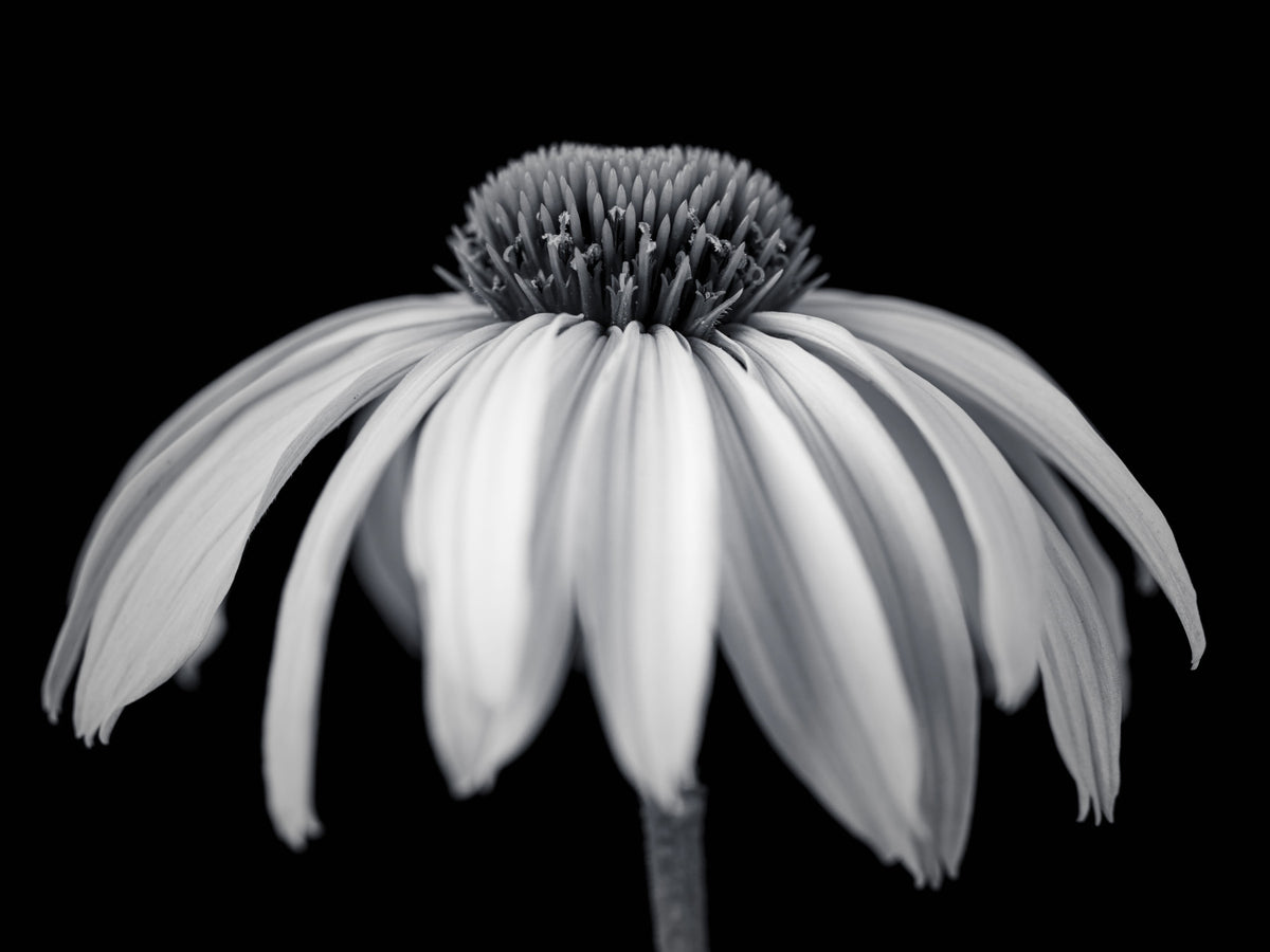 Monochrome Echinacea Bloom Wall Mural in your room