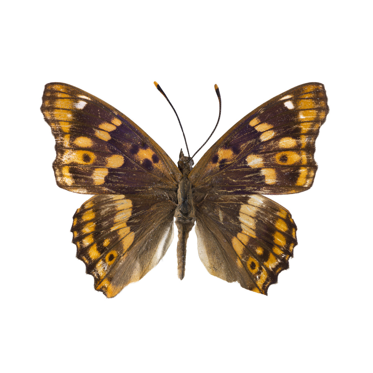 Amber Winged Monarch Wall Mural in your room — zoomed